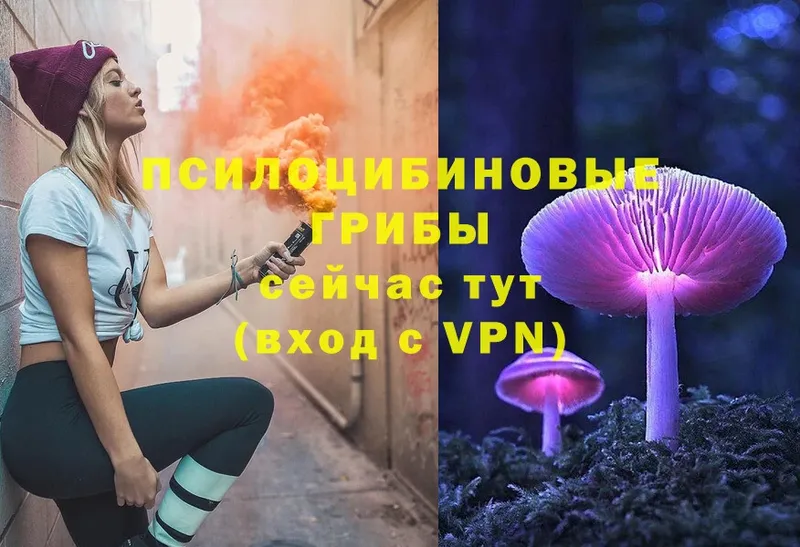 Псилоцибиновые грибы Psilocybe  Козельск 